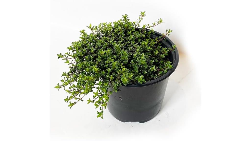 creeping thyme herb plant