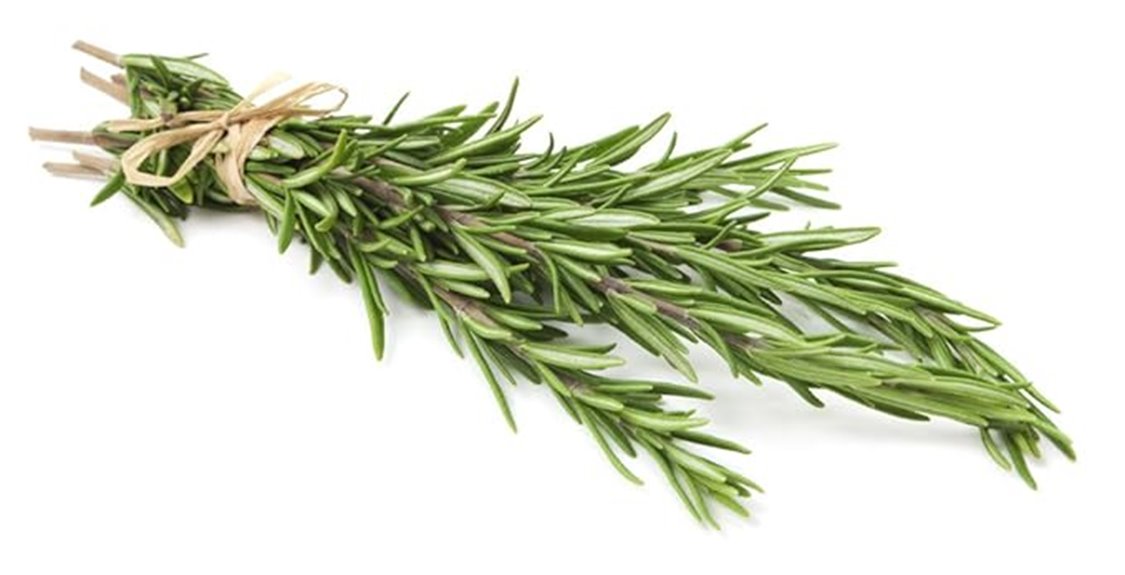 fresh locally grown rosemary
