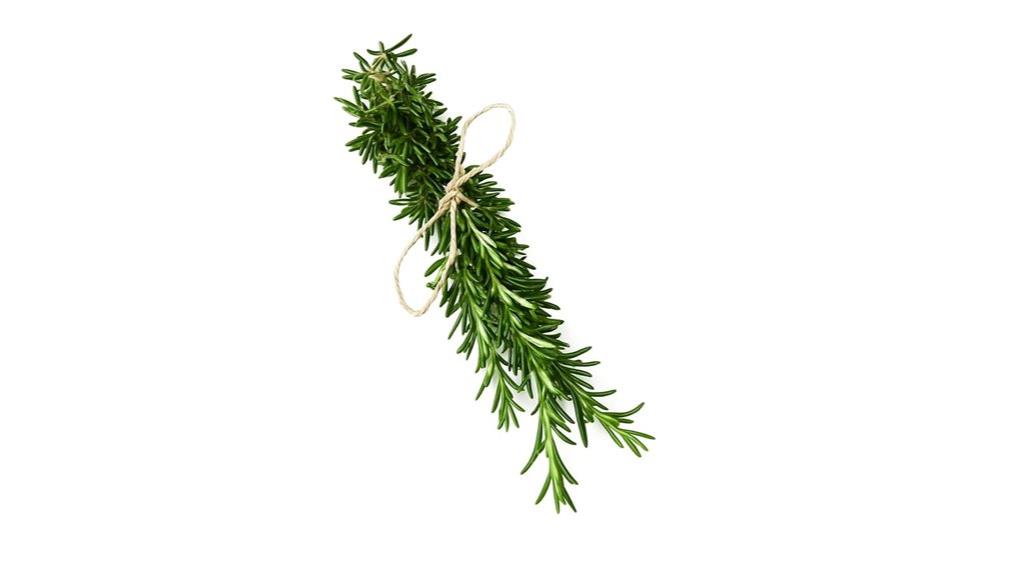 fresh rosemary bundle