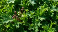 sardinian wild edible greens
