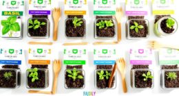 top herb seed kit selections