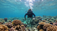 Raja Ampat Surges In Global Coverage